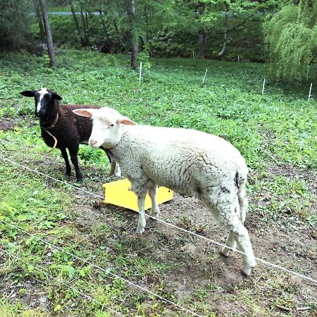 Ferienwohnung Saechsische Schweiz ローゼンタール＝ビーラタール エクステリア 写真